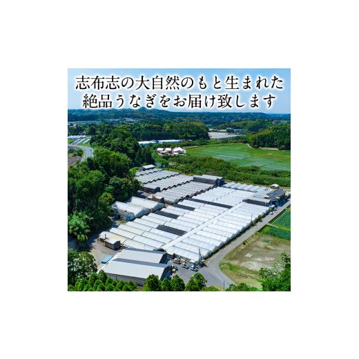 ふるさと納税 うなぎ 鹿児島県 志布志市 うなぎの大楠 大 5尾セット計750g(150g×5尾) うなぎ 鰻 ウナギ 国産 九州産 蒲焼き かばやき 冷凍 うな重 ひつまぶし…_7