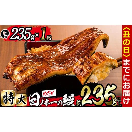 ふるさと納税 うなぎ 鹿児島県 志布志市 丑の日までに配送 肝串3本付き 日ノ本一の鰻の蒲焼き 特大 1尾(約235g以上) a4-071-sbs-us 丑の日配送 1尾 約235g + …