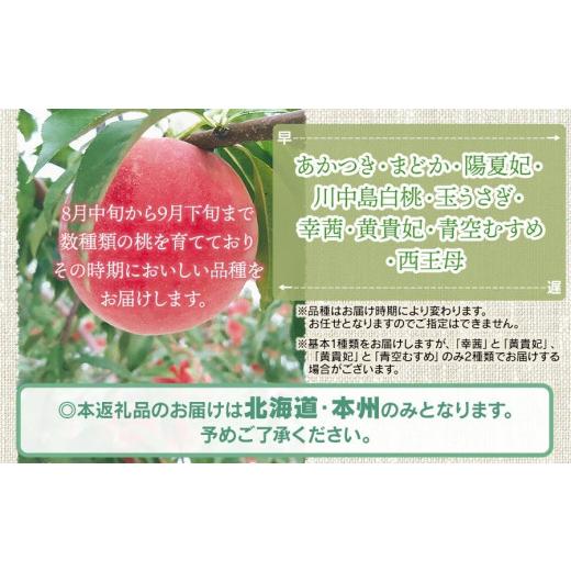 ふるさと納税 もも 山形県 鶴岡市  令和8年産先行予約 鶴岡市産 桃 (品種おまかせ) 約2kg (5〜8玉) くにちゃん農園 K-836の画像