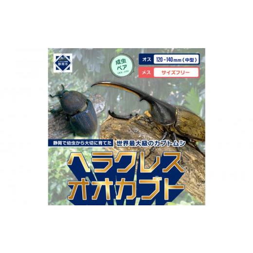 ふるさと納税 生き物 静岡県 静岡市 （ペア）ヘラクレスオオカブト中型オス（120-140mm）\u0026メス（サイズフリー） 配送不可：北海道・沖縄・離島（一部除くの画像