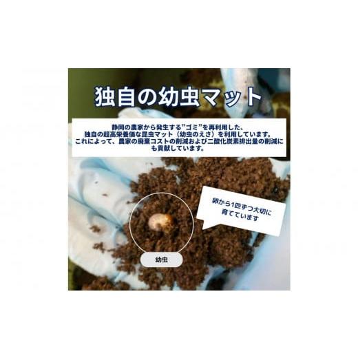 ふるさと納税 生き物 静岡県 静岡市 （ペア）ヘラクレスオオカブト中型オス（120-140mm）\u0026メス（サイズフリー） 配送不可：北海道・沖縄・離島（一部除くの画像