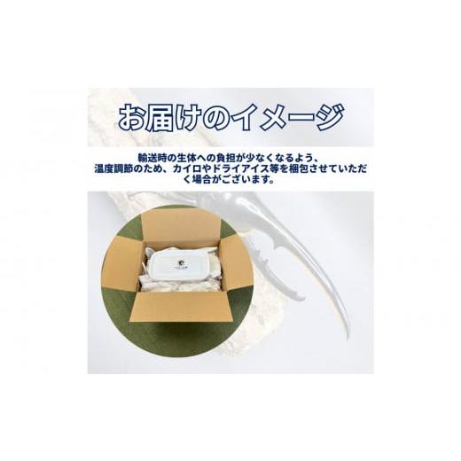 ふるさと納税 生き物 静岡県 静岡市 （ペア）ヘラクレスオオカブト中型オス（120-140mm）\u0026メス（サイズフリー） 配送不可：北海道・沖縄・離島（一部除くの画像