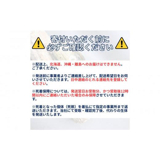 ふるさと納税 生き物 静岡県 静岡市 （ペア）ヘラクレスオオカブト中型オス（120-140mm）\u0026メス（サイズフリー） 配送不可：北海道・沖縄・離島（一部除くの画像