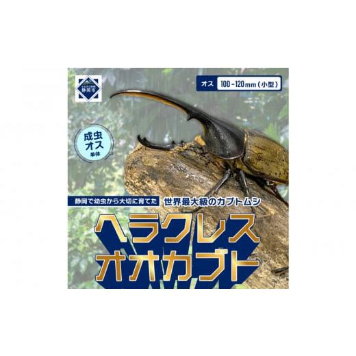 ふるさと納税 生き物 静岡県 静岡市 ヘラクレスオオカブト小型オス 