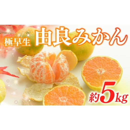 ふるさと納税 果物類 みかん 静岡県 牧之原市 先行予約 9月 中旬から発送予定 みかん 由良 5kg 柑橘 ミカン 蜜柑 極早生 ビタミン フルーツ 果物 果実 早生 …