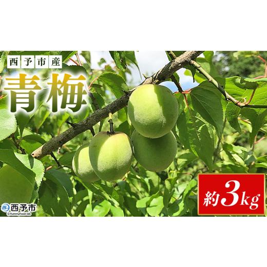 ふるさと納税 果物類 愛媛県 西予市 内容量が選べる 愛媛県西予市産 青梅 約3kg うめ ウメ あおうめ アオウメ 梅干し 梅ジュース 梅ジャム 梅シロップ 梅酒 …