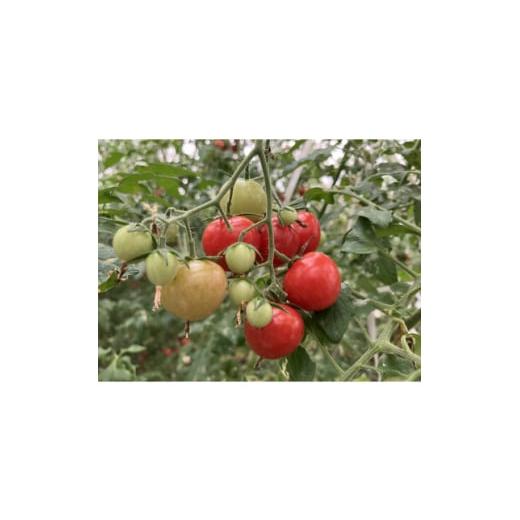 ふるさと納税 野菜類 トマト 石川県 白山市 朝どり直送 おやつ感覚で食べられちゃう・甘いミディトマト 1.2kg(150g×8パック) 1579810