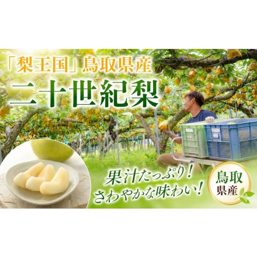 ふるさと納税 梨 鳥取県 八頭町 二十世紀梨(赤秀) 3kg_2