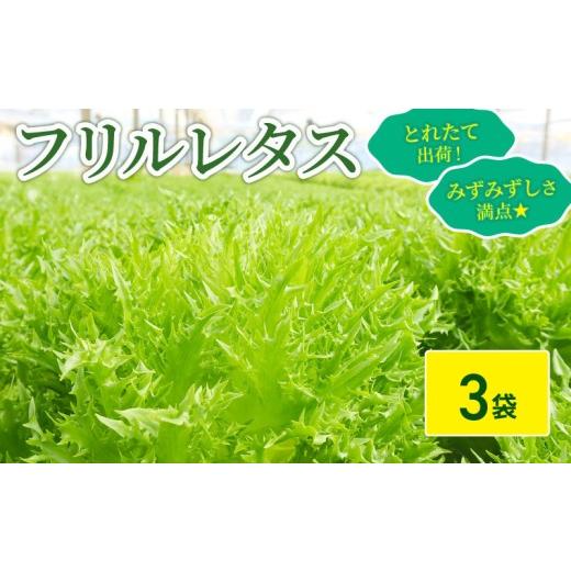 ふるさと納税 野菜類 千葉県 旭市 フリルレタス 3袋 セット 新鮮レタス フレッシュ レタス サラダ 野菜 やさい こだわり 産地直送 土壌栽培 新鮮 とれたて 採…