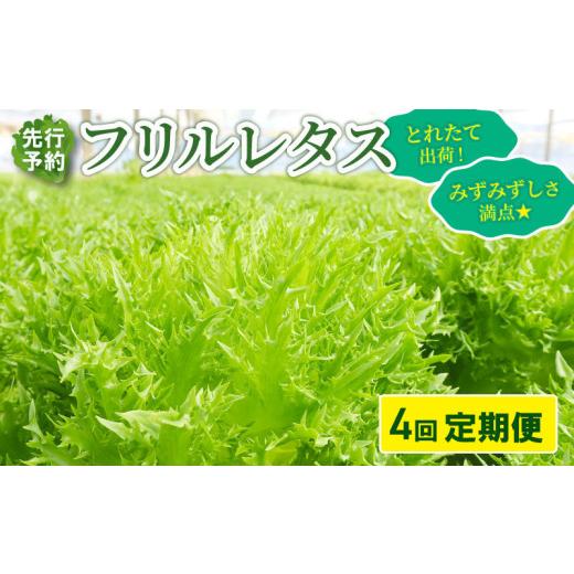 ふるさと納税 セット・詰合せ 千葉県 旭市 先行予約 フリルレタス 全 4回 発送 定期便 固定月 新鮮レタス フレッシュ レタス サラダ 健康志向 野菜 こだわり …