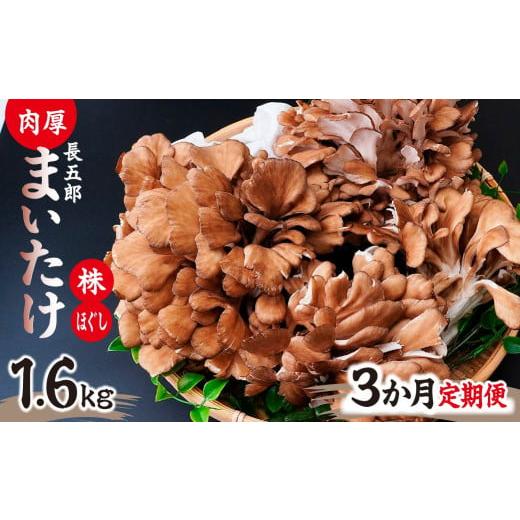ふるさと納税 野菜類 きのこ 群馬県 前橋市 3ヶ月定期便 まいたけ 長五郎まいたけ かぶ500g×2個 ほぐし300g×2袋 合計1600g |舞茸 まいたけ レシピ付き ジ…