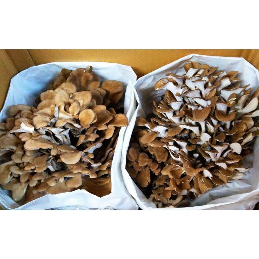 ふるさと納税 野菜類 きのこ 群馬県 前橋市 6ヶ月定期便 まいたけ 長五郎まいたけ かぶ 500g×2個 6回分｜舞茸 まいたけ レシピ付き ジューシー ステーキ 天…