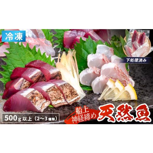 ふるさと納税 旬の鮮魚等 高知県 須崎市 船上 神経締め 天然 鮮魚 詰め合わせ 朝獲れ直送 下処理済み 2~3種入り 500g以上 (2025年11月出荷) 冷凍 刺身 魚種…