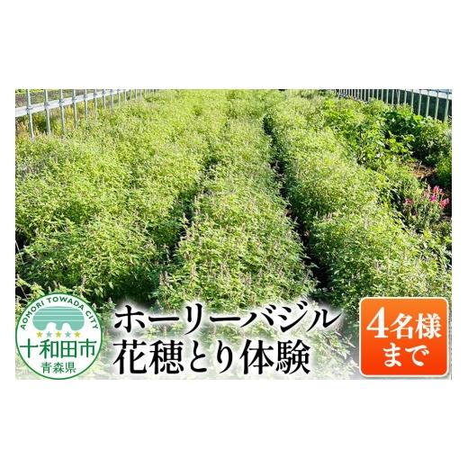 ふるさと納税 体験チケット 青森県 十和田市 ホーリーバジル花穂とり体験(4名様まで)青森県十和田市 ハーブ 農業体験