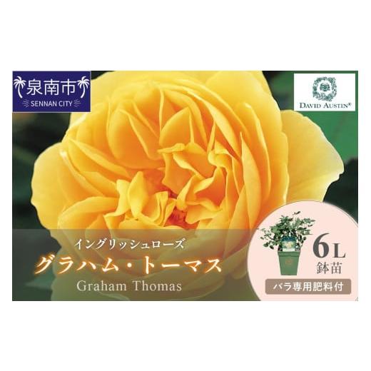 ふるさと納税 雑貨・日用品 花 大阪府 泉南市 イングリッシュローズ