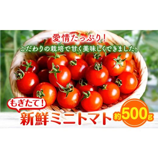 ふるさと納税 トマト ミニトマト 岡山県 矢掛町 ミニトマト 約500g 出原農園 [1月上旬-5月末頃出荷] 岡山県 矢掛町 野菜 ミニトマト もぎたて 新鮮 st-p 500…
