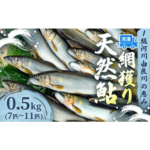 ふるさと納税 川魚 あゆ 京都府 舞鶴市 天然鮎 網獲り 冷凍 約0.5kg(約7匹〜11匹) 由良川の網獲り 由良川漁協 冷凍あゆ 冷凍鮎 高鮮度 冷凍 あゆ 鮎 魚 さか…