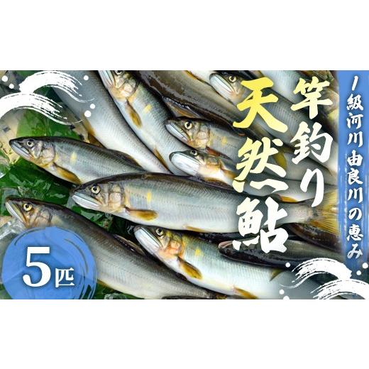 ふるさと納税 川魚 あゆ 京都府 舞鶴市 2026年夏発送 天然鮎 竿釣り 5匹 (17〜23cm) 冷蔵 由良川の竿釣り 由良川漁協 あゆ 鮎 新鮮 魚 さかな 直送 舞鶴 京…
