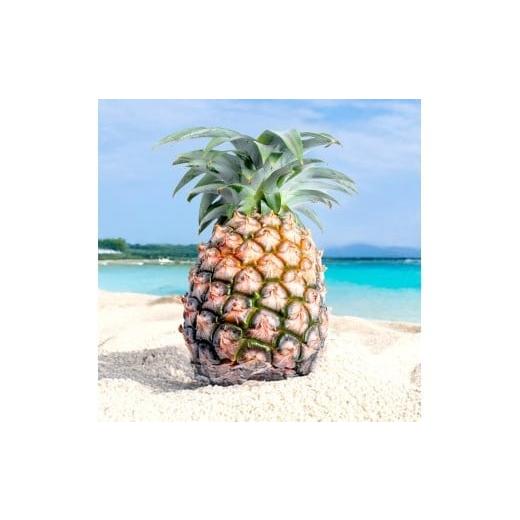 ふるさと納税 果物類 沖縄県 石垣市 先行予約 石垣島産 中玉ピーチパイン 3玉 約2.4kg 2026年5月以降発送 沖縄県石垣市 石垣島 フルーツ 果物 パイン 産地直…