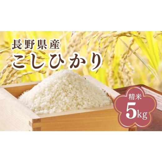 ふるさと納税 米 コシヒカリ 長野県 千曲市 コシヒカリ 精米 5kg 令和7年産| 新米 白米 コメ ごはん 千曲市 長野県 信州