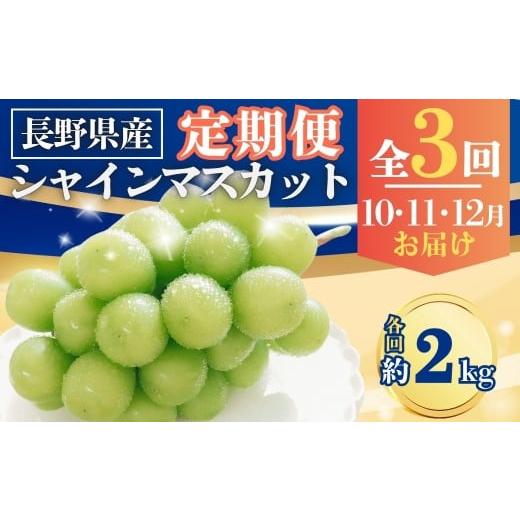 ふるさと納税 ぶどう マスカット 長野県 千曲市 2026年先行予約 定期便3回 シャインマスカット 約2kg×3回 (2026年10月/11月/12月発送)| 果物 フルーツ 白…