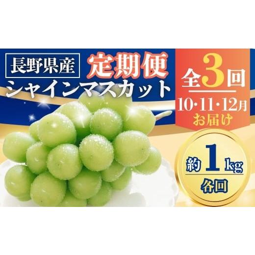 ふるさと納税 ぶどう マスカット 長野県 千曲市 2026年先行予約 定期便3回 シャインマスカット約1kg×3回(2026年10月/11月/12月発送)| 果物 フルーツ 白ぶ…