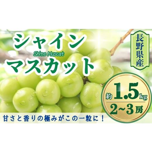 ふるさと納税 ぶどう マスカット 長野県 千曲市 2026年先行予約 シャインマスカット 約1.5kg(2~3房)| 果物 フルーツ 白ぶどう 葡萄 ブドウ 種無し 種なし 皮…