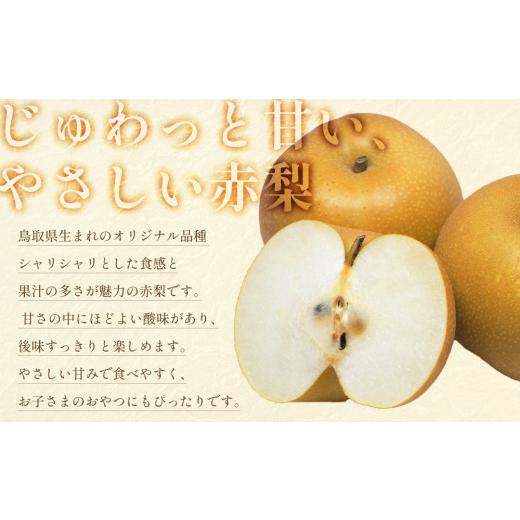 ふるさと納税 梨 鳥取県 岩美町  2026・先行予約 プレミアム秋甘泉（あきかんせん）3kg｜鳥取 果物 くだもの フルーツ なし 梨 和梨 旬 数量限定 2026年収穫後…_2