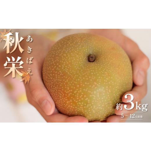 ふるさと納税 梨 鳥取県 岩美町 2026・先行予約 秋栄(あきばえ)3kg|鳥取 果物 くだもの フルーツ なし 梨 和梨 旬 数量限定 2026年収穫後 41034