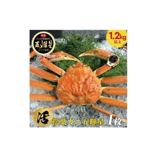ふるさと納税 カニ 松葉ガニ 鳥取県 北栄町 活 鳥取ブランド 松葉ガニ 『五輝星』 2025年11月上旬〜2026年3月下旬頃に順次発送予定 着日指定不可 活 鳥取ブ…