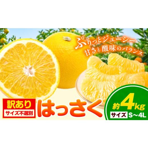 ふるさと納税 みかん・柑橘類 和歌山県 岩出市 訳あり/ご家庭用 はっさく 約4kg (4L~Sサイズ サイズ不選別) 早生・晩生指定不可[2月上旬-4月中旬頃出荷]和…