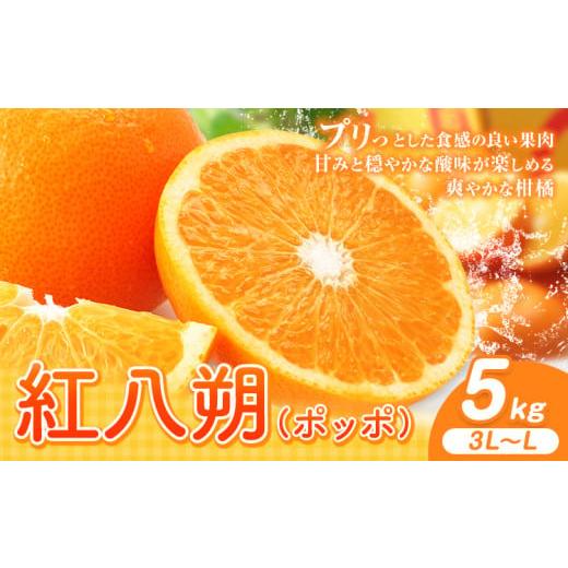 ふるさと納税 みかん・柑橘類 和歌山県 岩出市 紅八朔(ポッポ) 5kg(3L〜L)JAわかやま 紀の里地域本部[3月中旬-4月中旬頃出荷予定(土日祝除く)]和歌山県 …