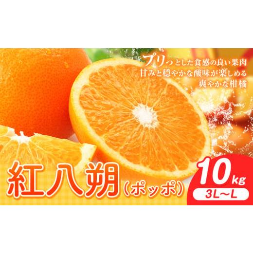 ふるさと納税 みかん・柑橘類 和歌山県 岩出市 紅八朔(ポッポ)10kg(3L〜L)JAわかやま 紀の里地域本部[3月中旬-4月中旬に出荷予定(土日祝除く)]和歌山県 …