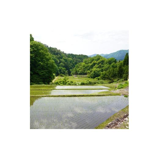 ふるさと納税 米 コシヒカリ 鳥取県 日南町 令和8年産 新米 先行予約 鳥取県日南町産コシヒカリ 定期便 5kg×6か月(合計30kg) 新屋のひとしずく 〜野組450〜 …の画像