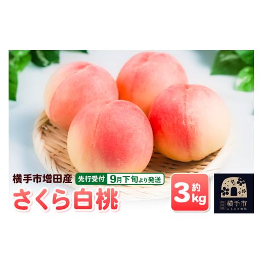 ふるさと納税 もも 秋田県 横手市 先行受付 9月下旬より発送 横手市増田産の桃(さくら白桃)約3kg