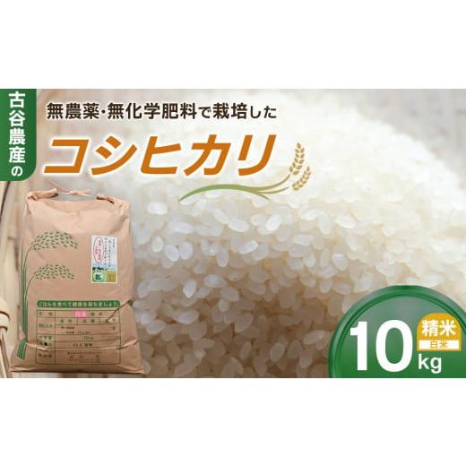 ふるさと納税 米 コシヒカリ 栃木県 大田原市 令和7年産米 数量限定 古谷農産の無農薬・無化学肥料で栽培したコシヒカリ(精米10キロ) |米 コメ 新米 白米 …