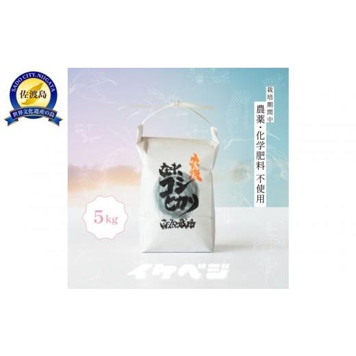 ふるさと納税 米 コシヒカリ 新潟県 佐渡市 新潟県佐渡産 令和7年産 在来コシヒカリ 白米 5kg