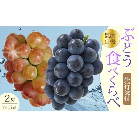 ふるさと納税 果物類 ぶどう 広島県 三原市 先行受付 農園おまかせぶどうセット2房(約1.5kg)2026年9月下旬発送予定 果物 くだもの フルーツ ブドウ 葡萄 2020…