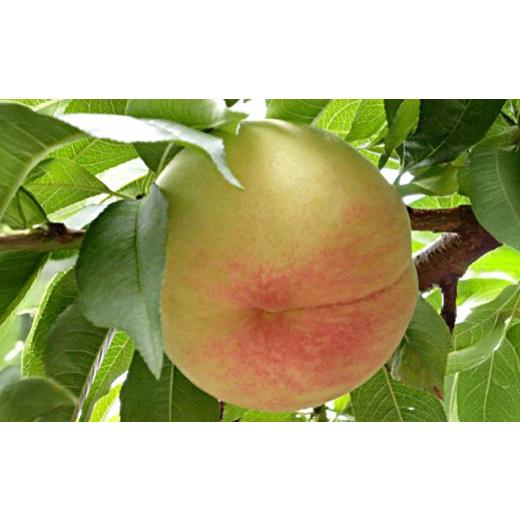 ふるさと納税 もも 岡山県 美咲町 板野名人がつくる 岡山県産 白鳳 [ 贈答用 ] 1箱[約1.4kg(5〜6玉入)] 2026年7月下旬まで発送予定 / 桃 もも モモ ピ…