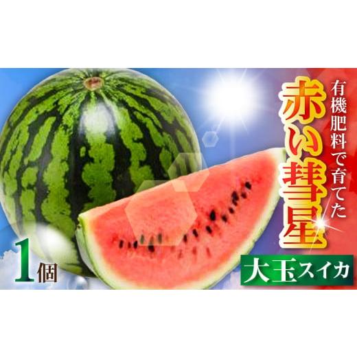 ふるさと納税 スイカ 神奈川県 三浦市 有機肥料で育てた大玉スイカ 赤い彗星 (1個入り)