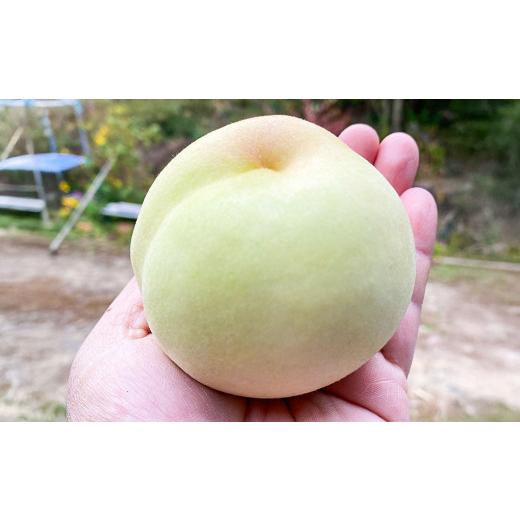 ふるさと納税 もも 岡山県 美咲町 冬の桃 玄冬 3玉 ウインターピーチ 2026年11月下旬〜12月上旬迄発送予定 / 桃 もも モモ ピーチ げんとう 冬桃がたり 冬桃…