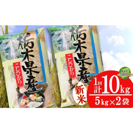 ふるさと納税 米 コシヒカリ 栃木県 下野市 11月発送 コシヒカリ10kg(5kg×2袋) 栃木県共通返礼品 | 米 こめ コメ kome 白米 精米 お米 こしひかり コシヒ…