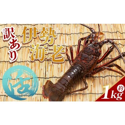 ふるさと納税 エビ 伊勢エビ 高知県 香南市 活 伊勢海老 計1kg(1〜5匹) 冷蔵 - 活き伊勢海老 訳あり 国産 エビ えび 海鮮 魚介 産地直送 プリプリ 味噌汁 刺身…