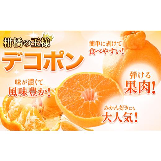 ふるさと納税 みかん・柑橘類 デコポン 熊本県 荒尾市 先行予約 デコポン 2.5kg 訳あり デコポン ご家庭用デコポン 約 2.5kg 前後(約6-12玉前後) 糖度13度以上…_2