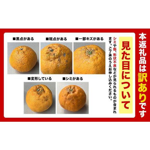 ふるさと納税 みかん・柑橘類 デコポン 熊本県 荒尾市 先行予約 デコポン 2.5kg 訳あり デコポン ご家庭用デコポン 約 2.5kg 前後(約6-12玉前後) 糖度13度以上…_5