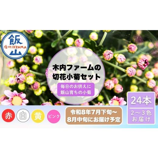 ふるさと納税 雑貨・日用品 花 長野県 飯山市  期間限定 小菊 切り花 奥信濃飯山 〜木内ファームの切花小菊24本セット〜 2026年7月下旬より出荷 │長野県 飯山…_1