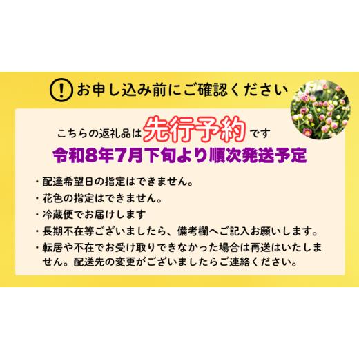 ふるさと納税 雑貨・日用品 花 長野県 飯山市  期間限定 小菊 切り花 奥信濃飯山 〜木内ファームの切花小菊24本セット〜 2026年7月下旬より出荷 │長野県 飯山…_2