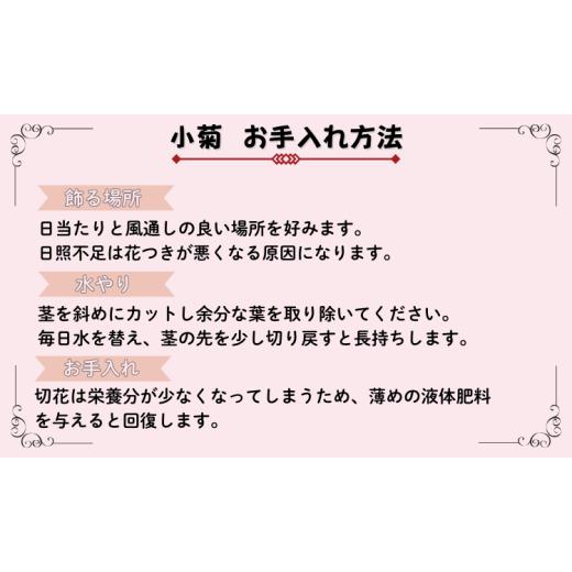 ふるさと納税 雑貨・日用品 花 長野県 飯山市  期間限定 小菊 切り花 奥信濃飯山 〜木内ファームの切花小菊24本セット〜 2026年7月下旬より出荷 │長野県 飯山…_3