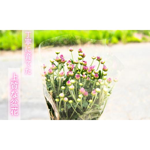 ふるさと納税 雑貨・日用品 花 長野県 飯山市  期間限定 小菊 切り花 奥信濃飯山 〜木内ファームの切花小菊24本セット〜 2026年7月下旬より出荷 │長野県 飯山…_4