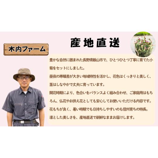 ふるさと納税 雑貨・日用品 花 長野県 飯山市  期間限定 小菊 切り花 奥信濃飯山 〜木内ファームの切花小菊24本セット〜 2026年7月下旬より出荷 │長野県 飯山…_5